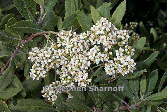 heteromeles arbutifolia 2 graphic